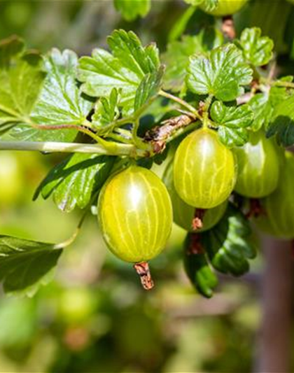 Stachelbeere 'Hinnonmäki'