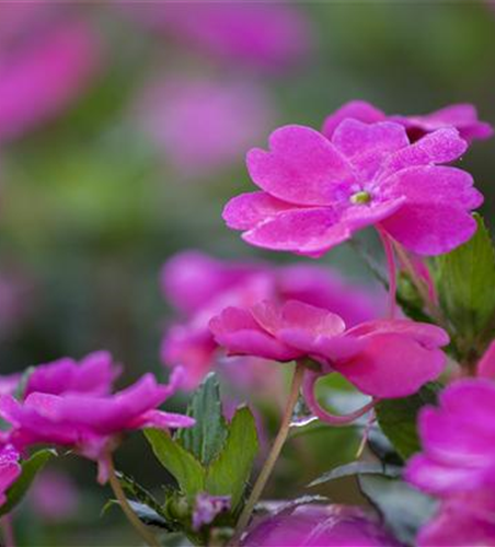 Sonnenlieschen 'SunPatiens® Magenta'