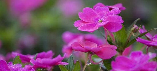 Sonnenlieschen 'SunPatiens® Magenta'