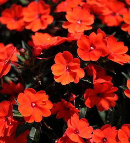 Sonnenlieschen 'SunPatiens® Compact Orange'