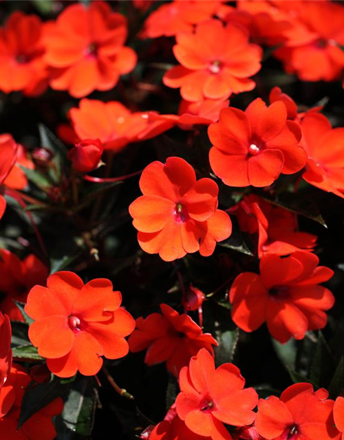 Sonnenlieschen 'SunPatiens® Compact Orange'