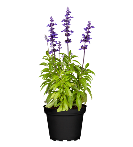 Mehliger Salbei 'Farina® Violet'