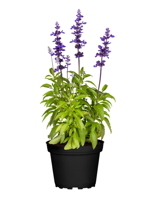 Mehliger Salbei 'Farina® Violet'