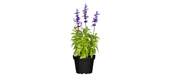 Mehliger Salbei 'Farina® Violet'