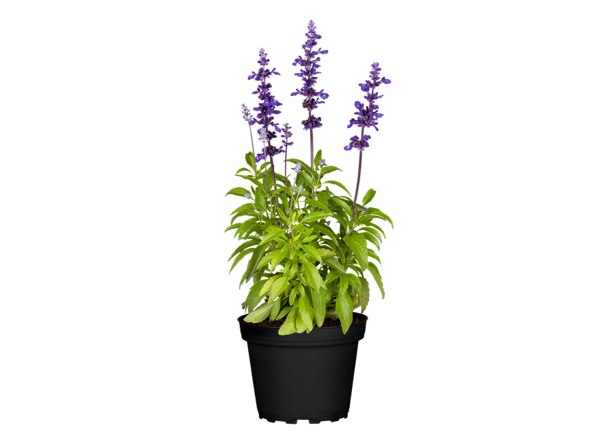 Mehliger Salbei 'Farina® Violet'