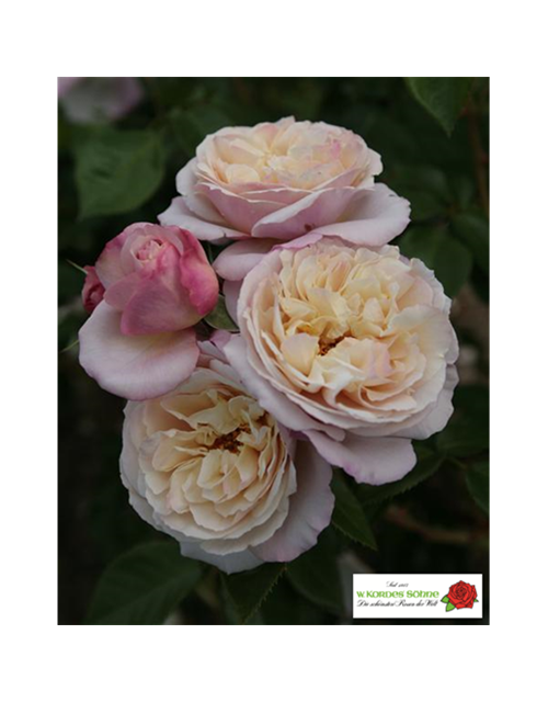 Strauchrose 'Herkules'®