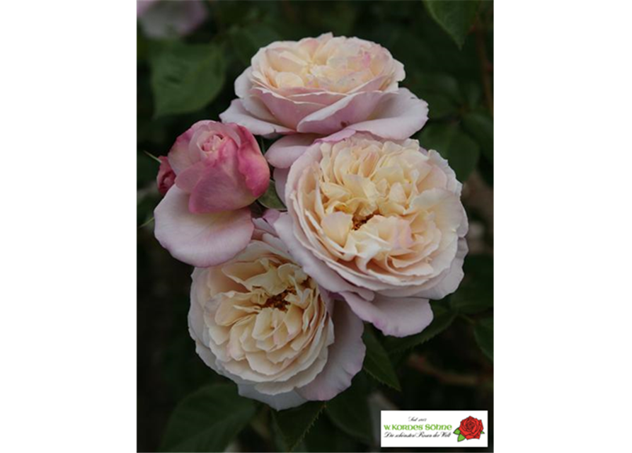 Strauchrose 'Herkules'®