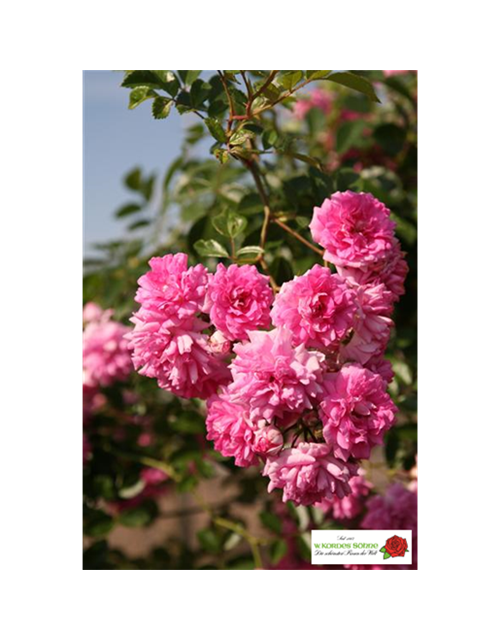 Kletterrose 'Super Dorothy'®