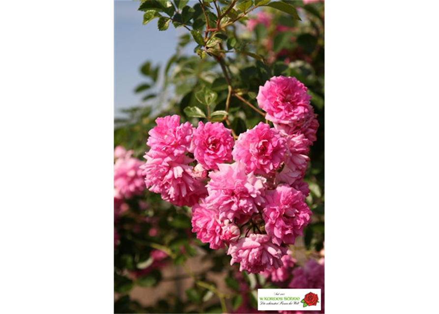 Kletterrose 'Super Dorothy'®