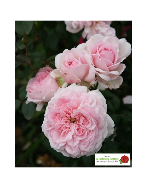 Strauchrose 'Alexandra - Princesse de Luxembourg'®