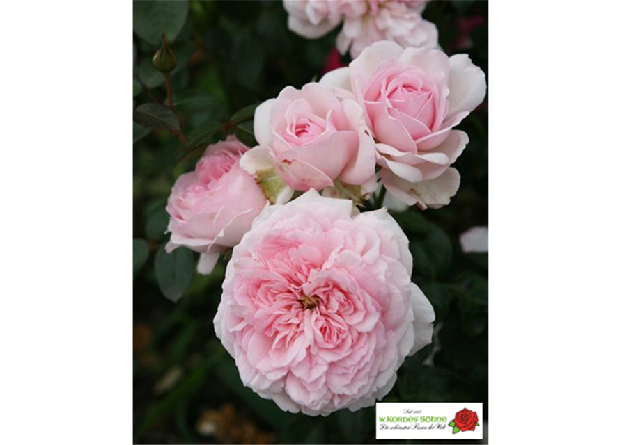 Strauchrose 'Alexandra - Princesse de Luxembourg'®