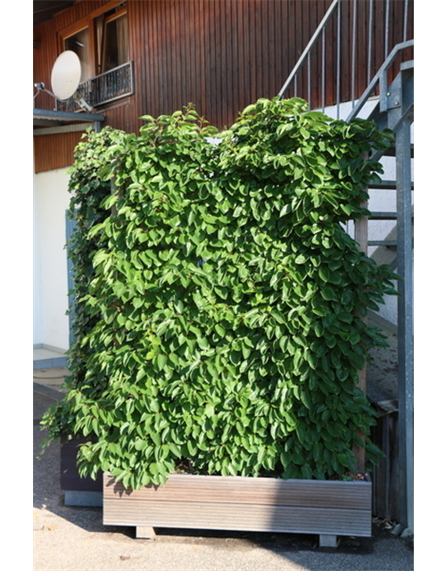 Kiwi (Actinidia arguta Geneva), Hecke am laufenden Meter