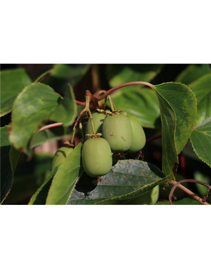 Kiwi (Actinidia arguta Geneva), Hecke am laufenden Meter