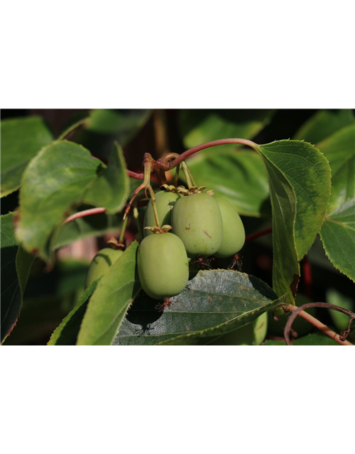 Kiwi (Actinidia arguta Geneva), Hecke am laufenden Meter