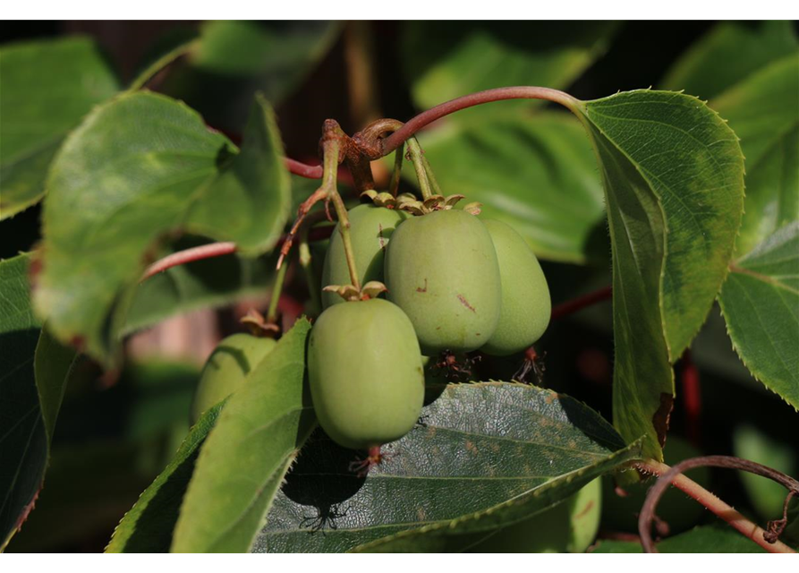 Kiwi (Actinidia arguta Geneva), Hecke am laufenden Meter