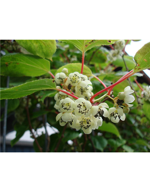 Kiwi (Actinidia arguta Geneva), Hecke am laufenden Meter