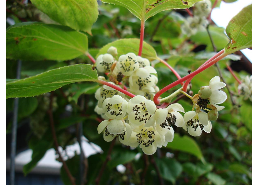 Kiwi (Actinidia arguta Geneva), Hecke am laufenden Meter