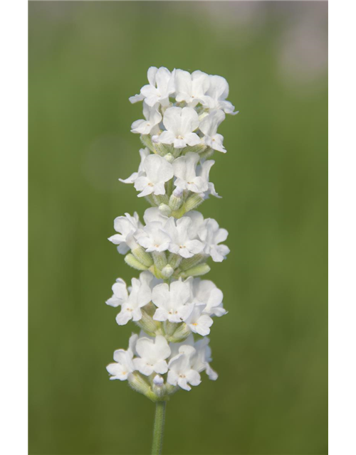 Lavandula ang. 'Arctic Snow' (weiß), 12er Set