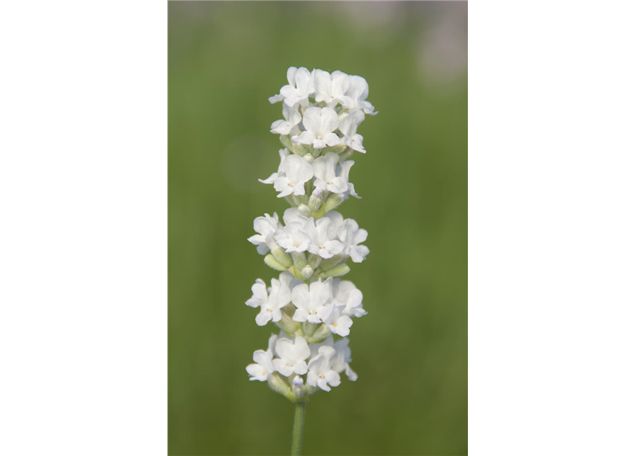 Lavandula ang. 'Arctic Snow' (weiß), 12er Set