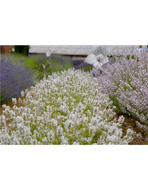 Lavandula ang. 'Arctic Snow' (weiß), 12er Set