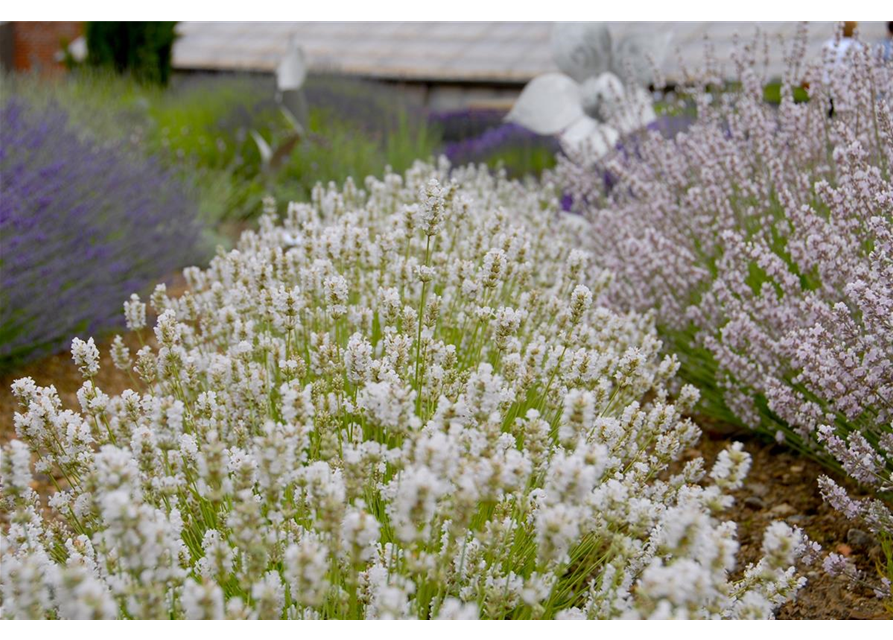 Lavandula ang. 'Arctic Snow' (weiß), 12er Set