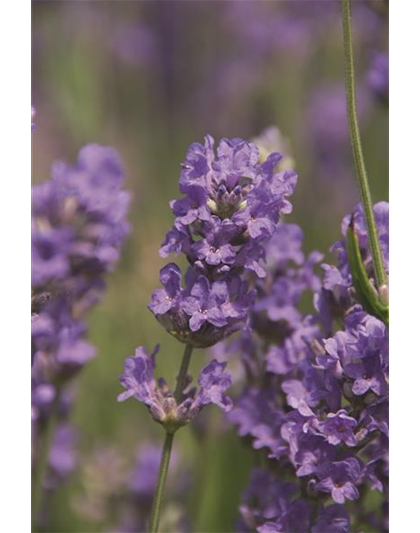 Lavandula ang. 'Cedar Blue' (hellblau), 12er Set