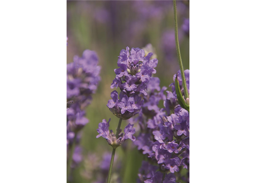 Lavandula ang. 'Cedar Blue' (hellblau), 12er Set