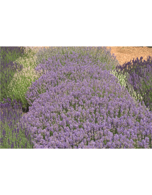 Lavandula ang. 'Cedar Blue' (hellblau), 12er Set