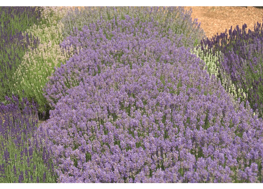 Lavandula ang. 'Cedar Blue' (hellblau), 12er Set