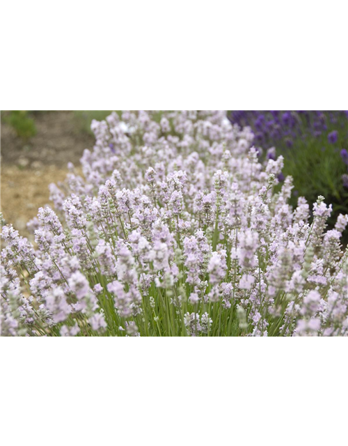 Lavandula ang. 'Coconut Ice' (rosaweiß), 12er Set