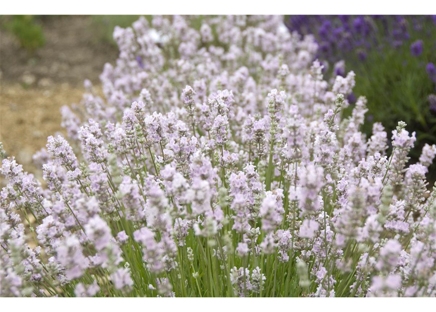 Lavandula ang. 'Coconut Ice' (rosaweiß), 12er Set