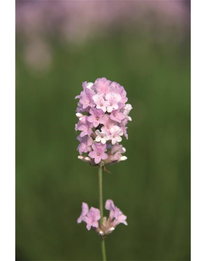 Lavandula ang. 'Coconut Ice' (rosaweiß), 12er Set