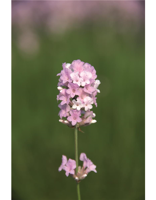 Lavandula ang. 'Coconut Ice' (rosaweiß), 12er Set