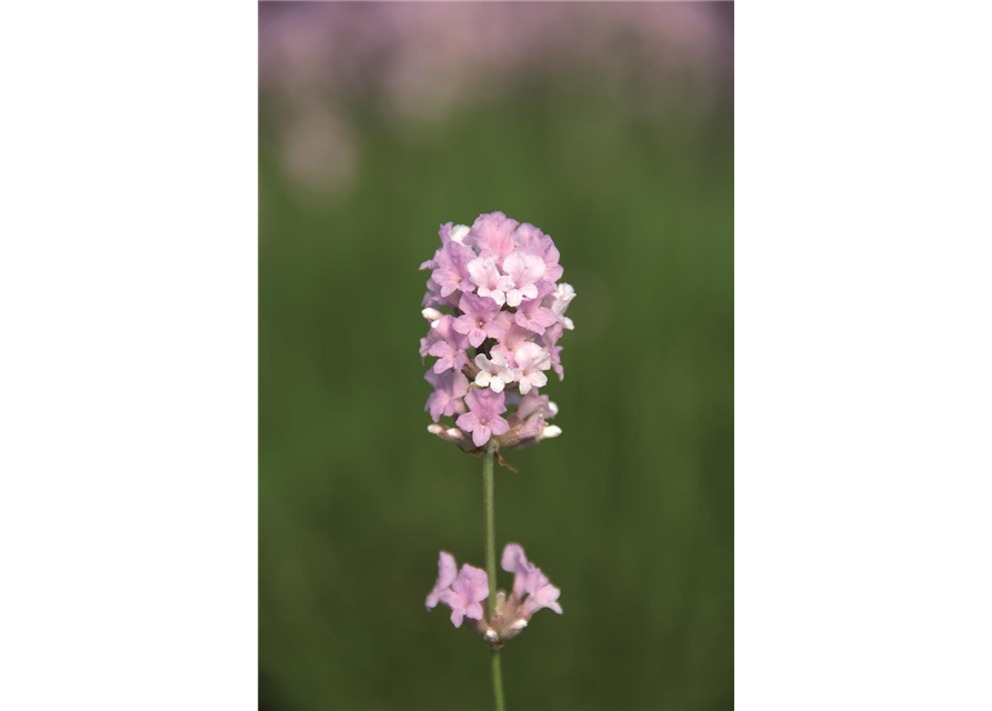 Lavandula ang. 'Coconut Ice' (rosaweiß), 12er Set