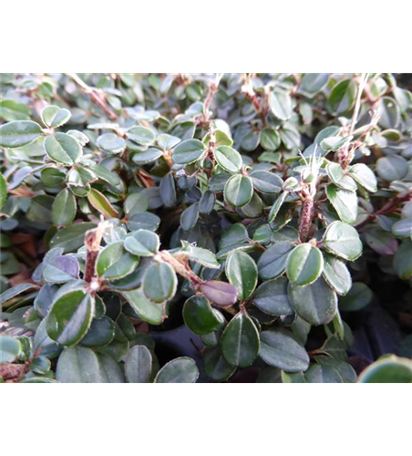 Cotoneaster micro. 'Cochleatus', 12er Set