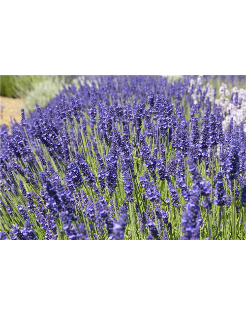 Lavandula ang. 'Elizabeth'® (dunkelviolett), 12er Set