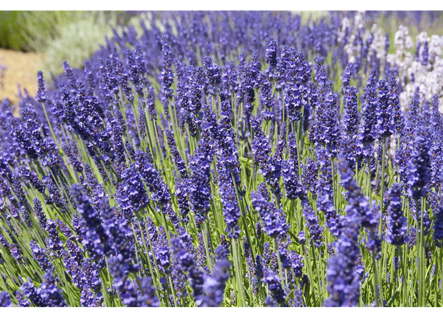 Lavandula ang. 'Elizabeth'® (dunkelviolett), 12er Set