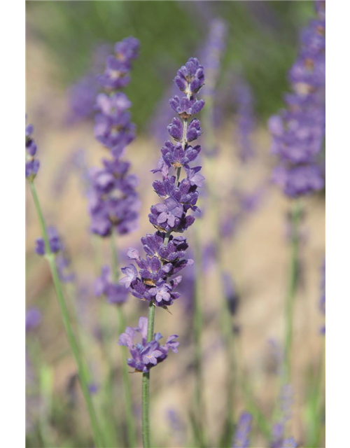 Lavandula ang. 'Elizabeth'® (dunkelviolett), 12er Set