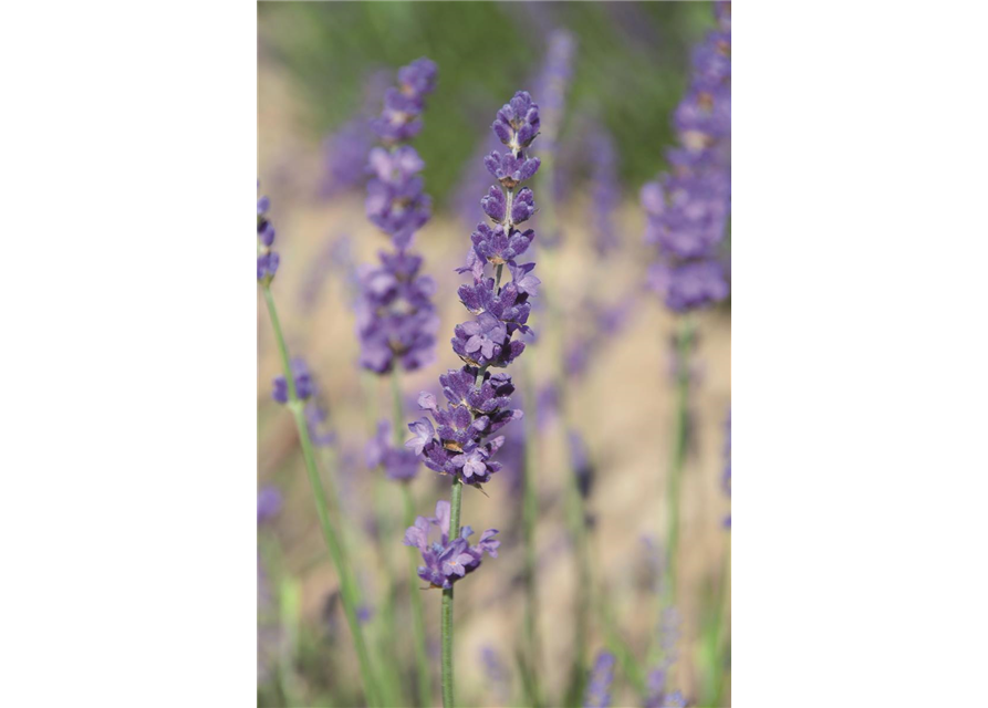 Lavandula ang. 'Elizabeth'® (dunkelviolett), 12er Set