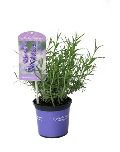 Lavandula ang. 'Elizabeth'® (dunkelviolett), 12er Set