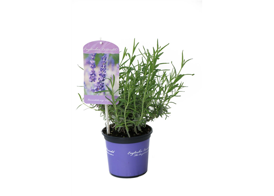 Lavandula ang. 'Elizabeth'® (dunkelviolett), 12er Set