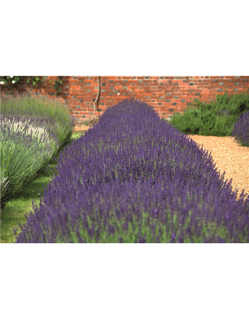 Lavandula ang. 'Hidcote' (blau), 12er Set