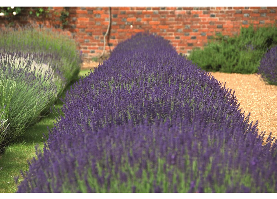 Lavandula ang. 'Hidcote' (blau), 12er Set