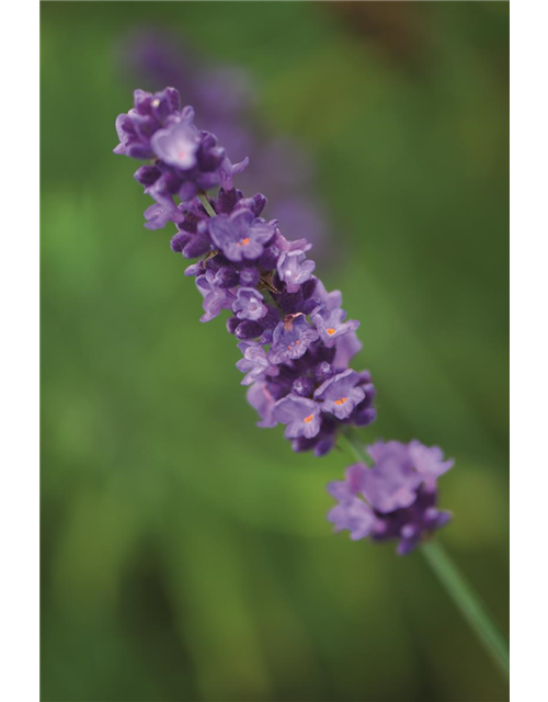 Lavandula ang. 'Hidcote' (blau), 12er Set