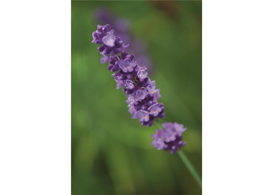 Lavandula ang. 'Hidcote' (blau), 12er Set