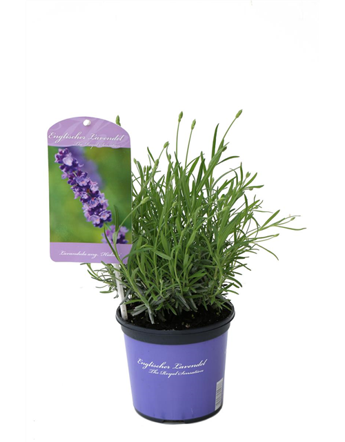 Lavandula ang. 'Hidcote' (blau), 12er Set