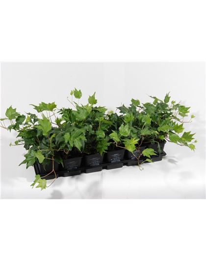 Hedera helix 'Green Ripple', 12er Set