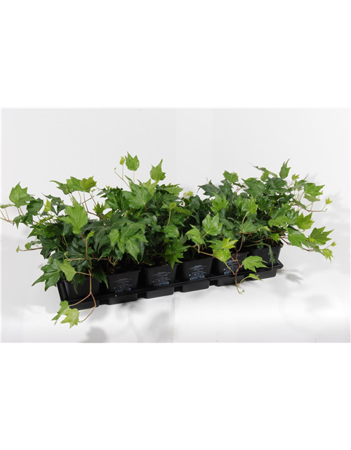 Hedera helix 'Green Ripple', 12er Set