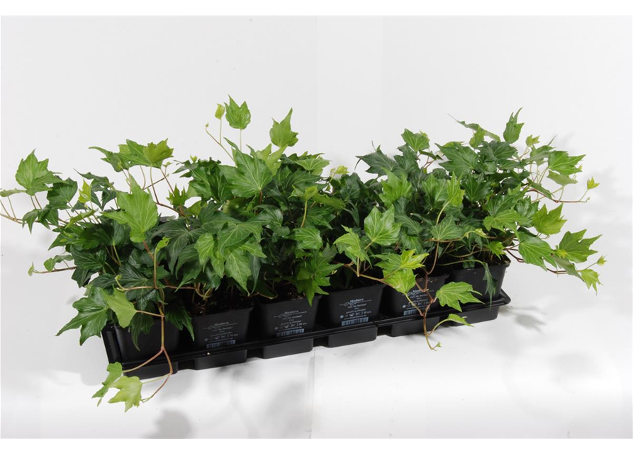 Hedera helix 'Green Ripple', 12er Set