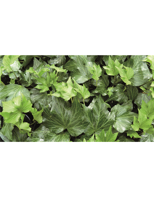 Hedera helix 'Green Ripple', 12er Set